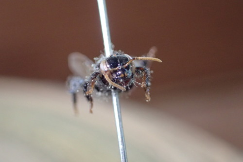 Partamona orizabaensis (Partamona batesi)