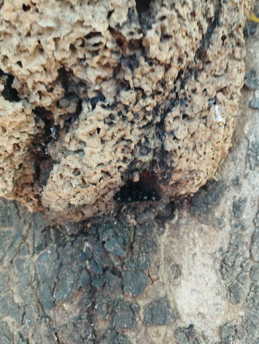 Partamona seridoensis (Partamona seridoensis)