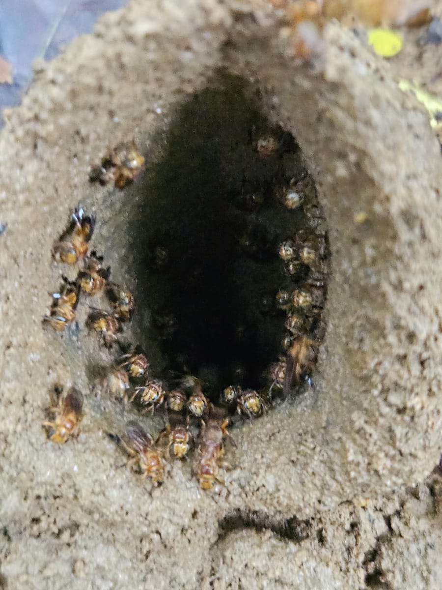 Partamona testacea (Partamona testacea)