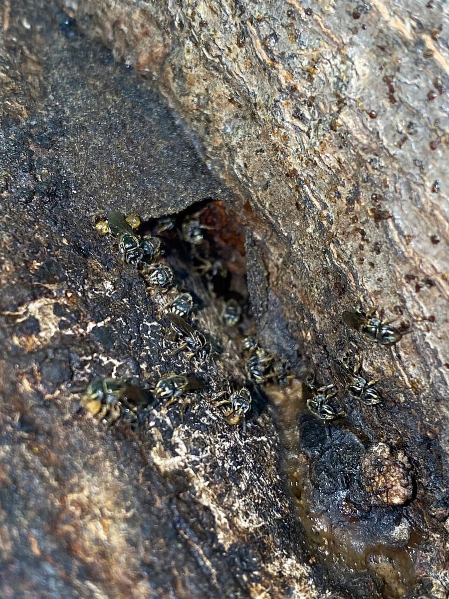 Mirim-preta (Plebeia emerina)