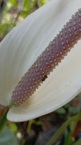 Plebeia flavocincta (Plebeia flavocincta)