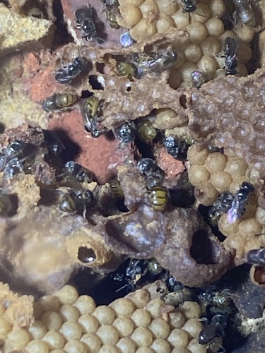 Mirim-nigriceps (Plebeia nigriceps)