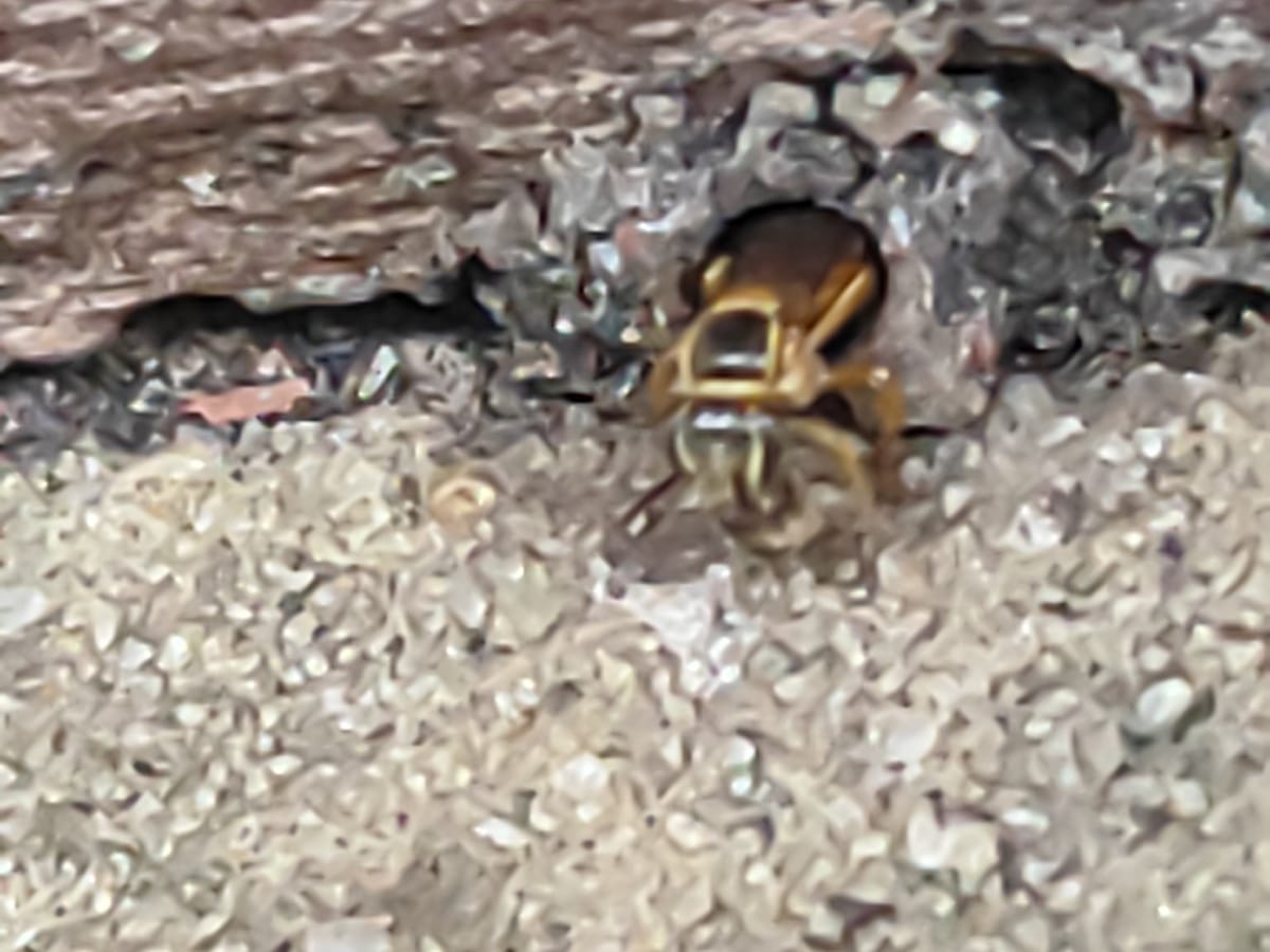 Plebeia poecilochroa (Plebeia poecilochroa)