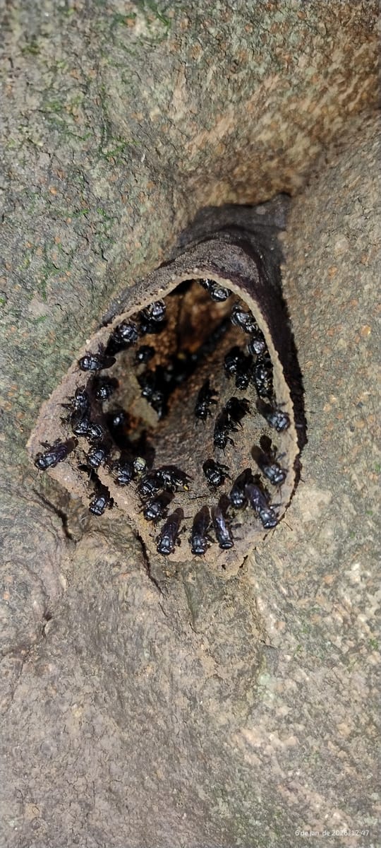 Scaptotrigona bipunctata (Scaptotrigona bipunctata)