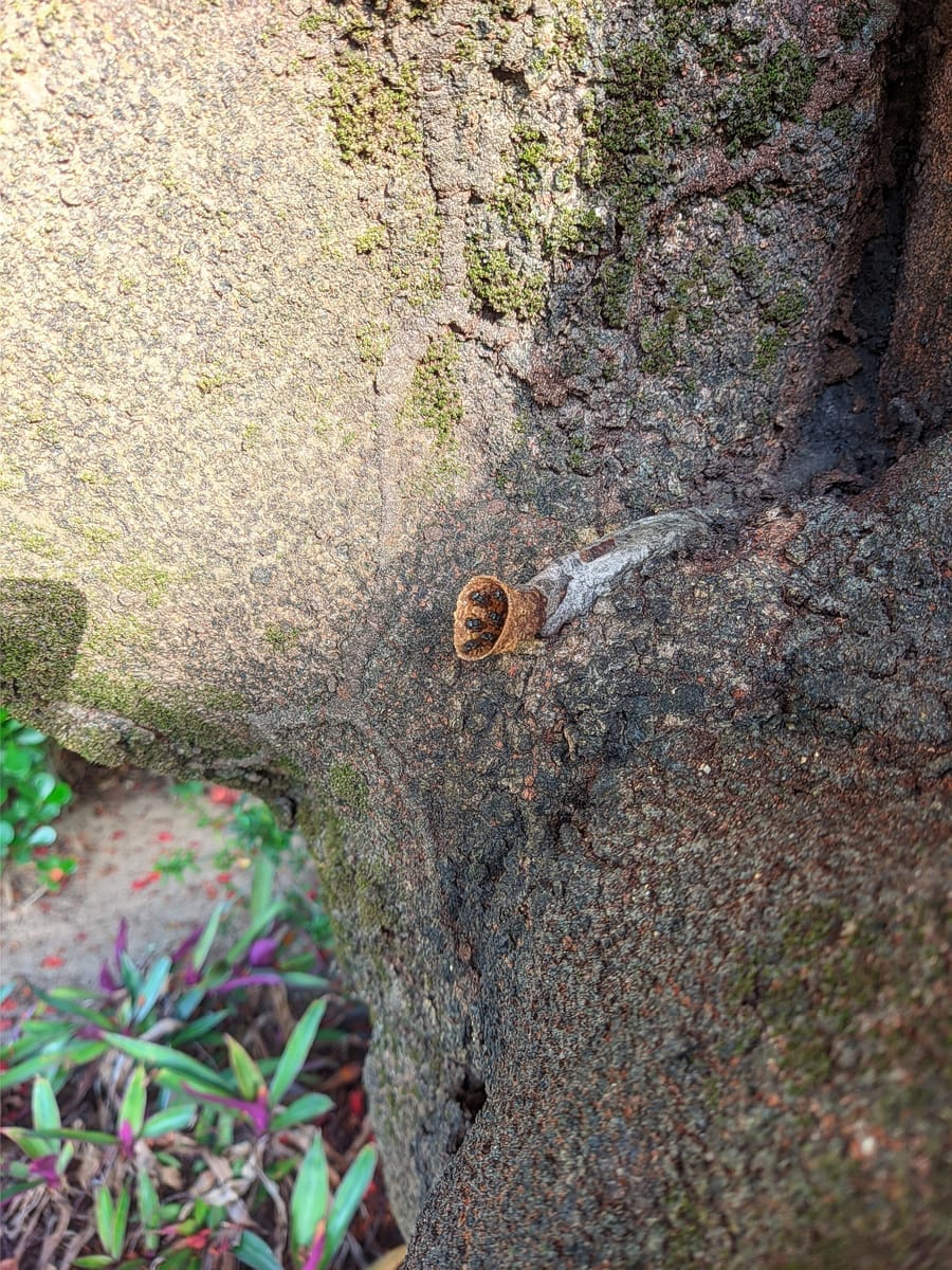 Abelha-canudo (Scaptotrigona depilis)