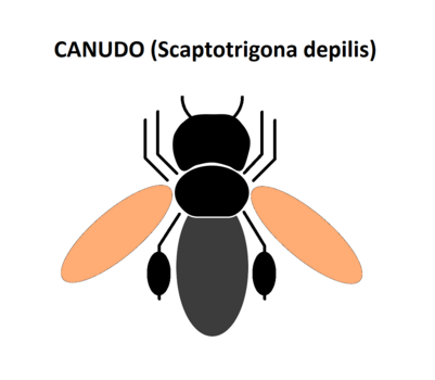 Canudo (Scaptotrigona depilis)