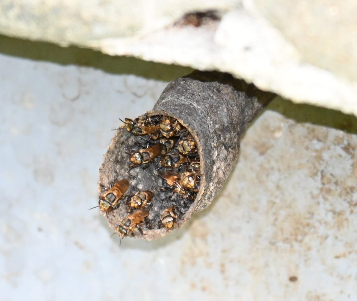 Tubi-bravo (Scaptotrigona tubiba)