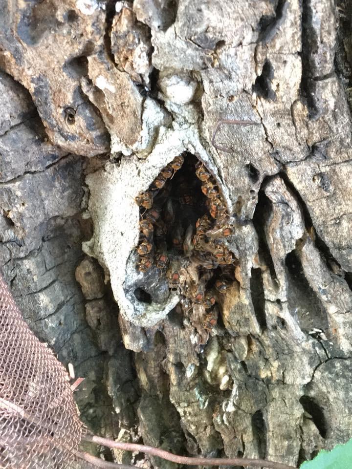 Entrada do ninho de Boca-raza (Scaptotrigona tubiba)