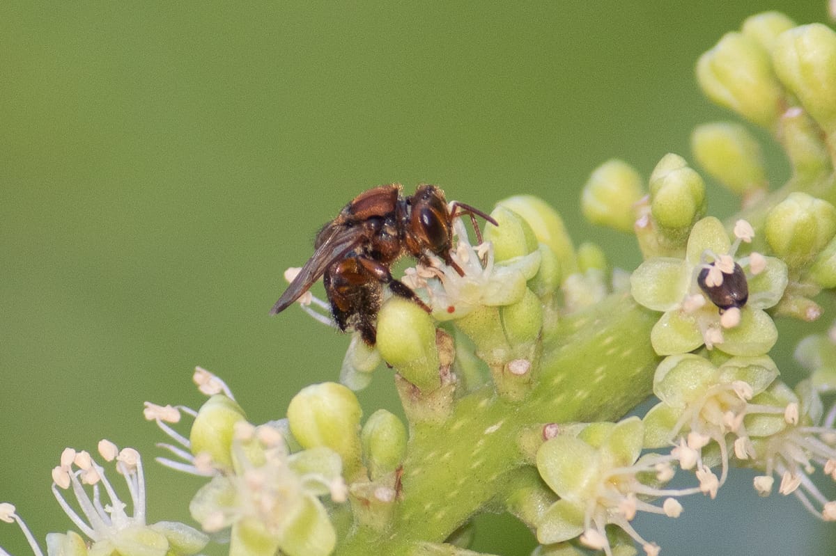Boca-raza (Scaptotrigona tubiba)