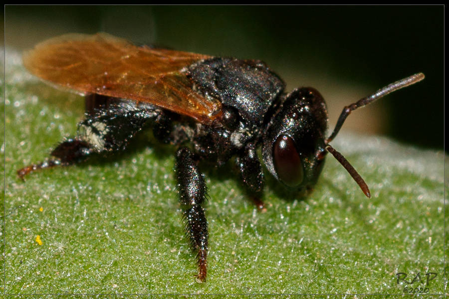 Scaptotrigona jujuyensis (Scaptotrigona jujuyensis)