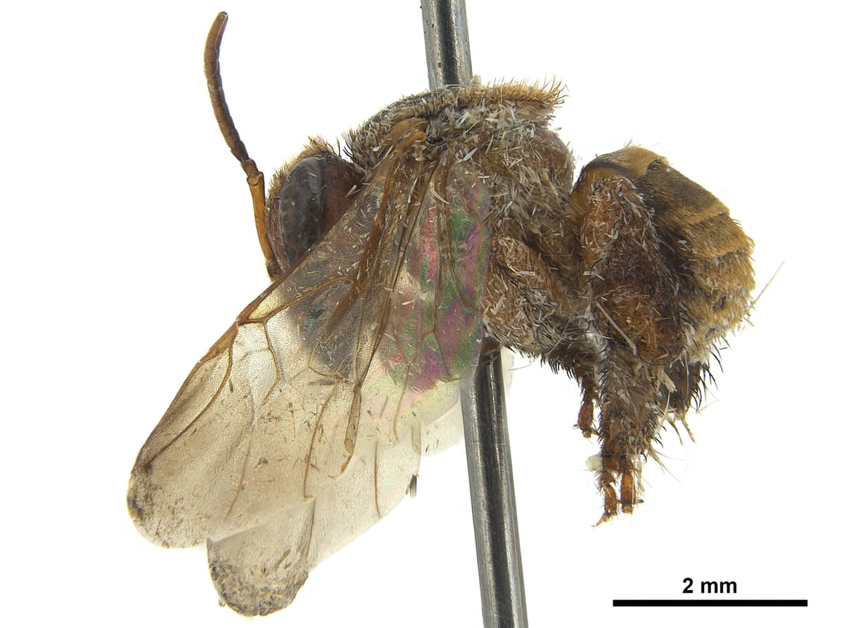 Tubíba (Scaptotrigona tubiba)