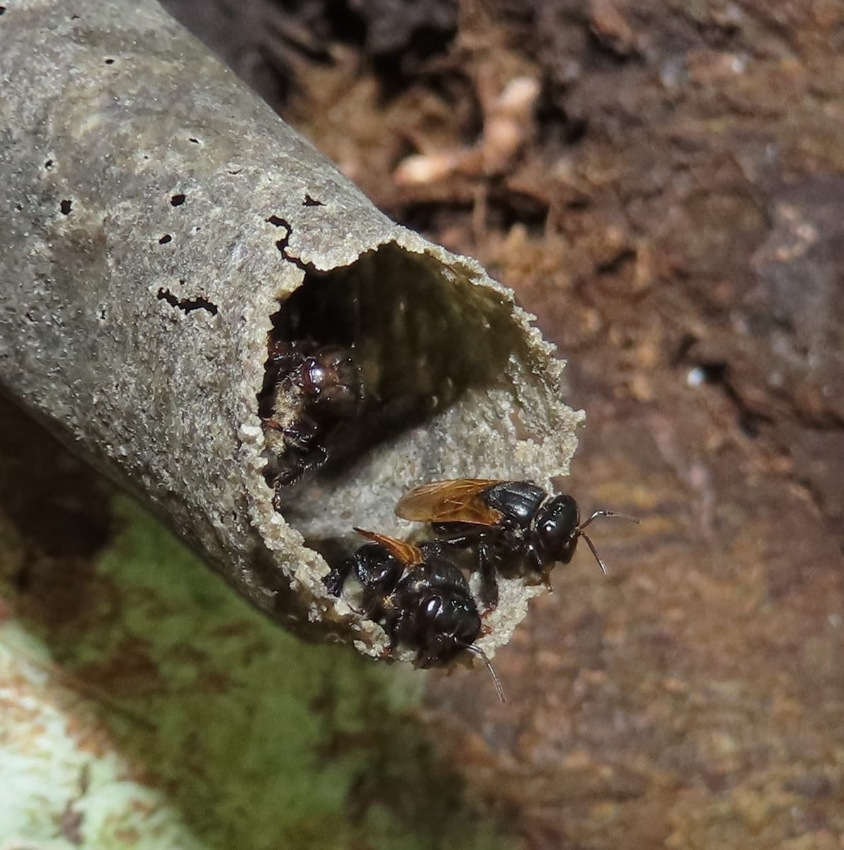 Tiuba-amarela (Scaptotrigona xanthotricha)
