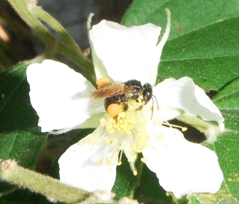 Tibuna (Scaptotrigona postica)