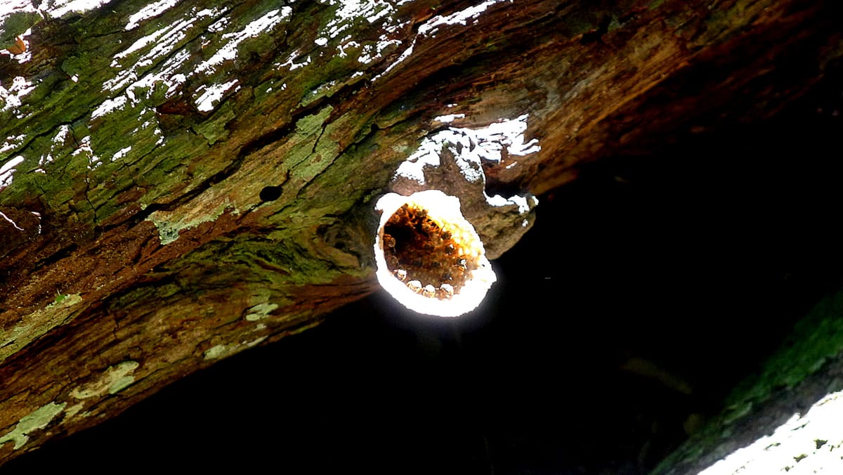 Entrada do ninho de Tubi (Scaptotrigona tubiba)