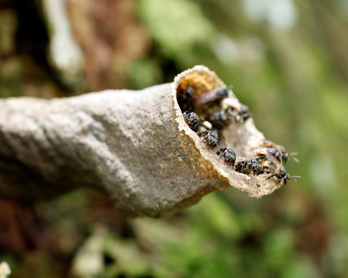 Mandaguari (Scaptotrigona postica)