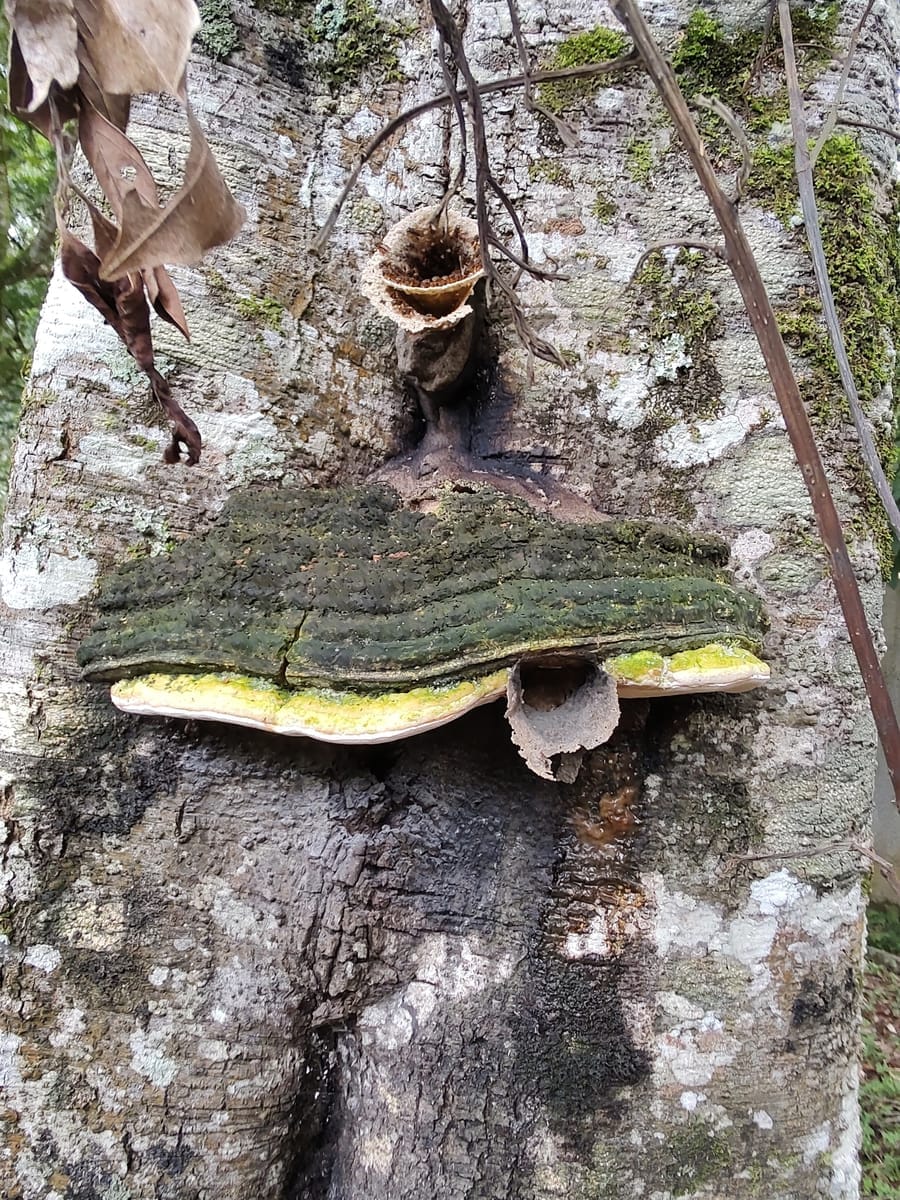 Entrada do ninho de Tujumirim (Scaptotrigona xanthotricha)