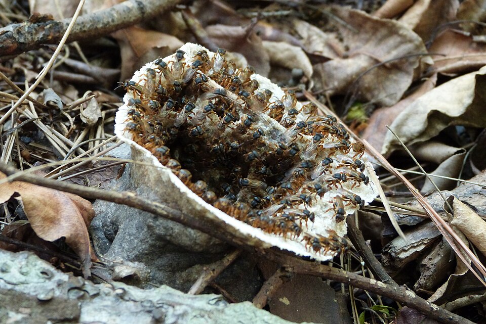 Mandaguari-amarela (Scaptotrigona xanthotricha)