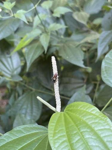 Schwarziana mourei (Schwarziana mourei)