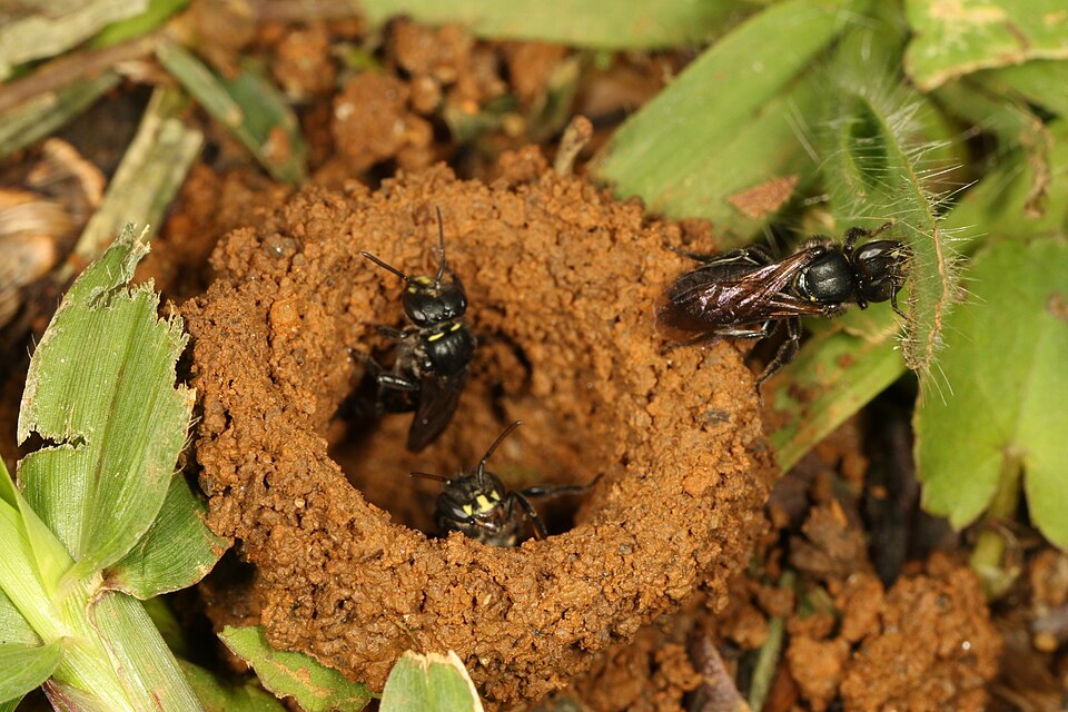 Entrada do ninho de Abelha-mulata (Schwarziana quadripunctata)