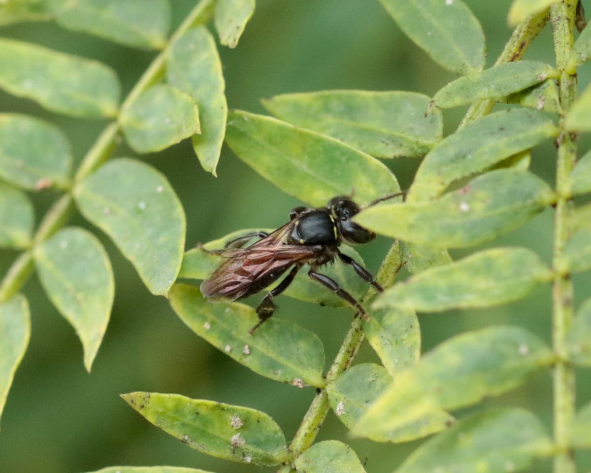 Guiruçu (Schwarziana quadripunctata)