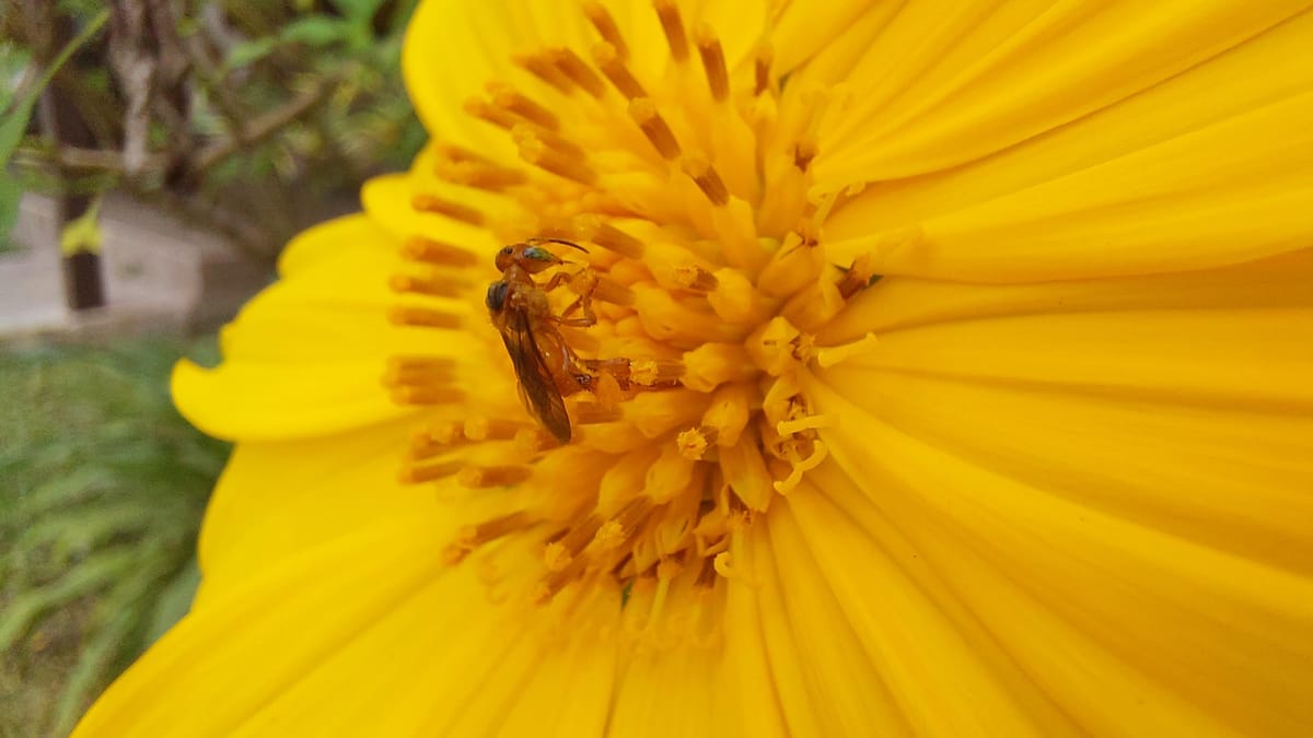 Jataí-araucária (Tetragonisca angustula)