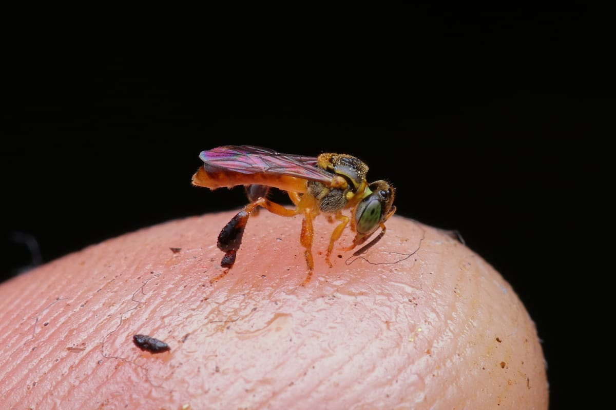 Jataí-nordestina (Tetragonisca angustula)