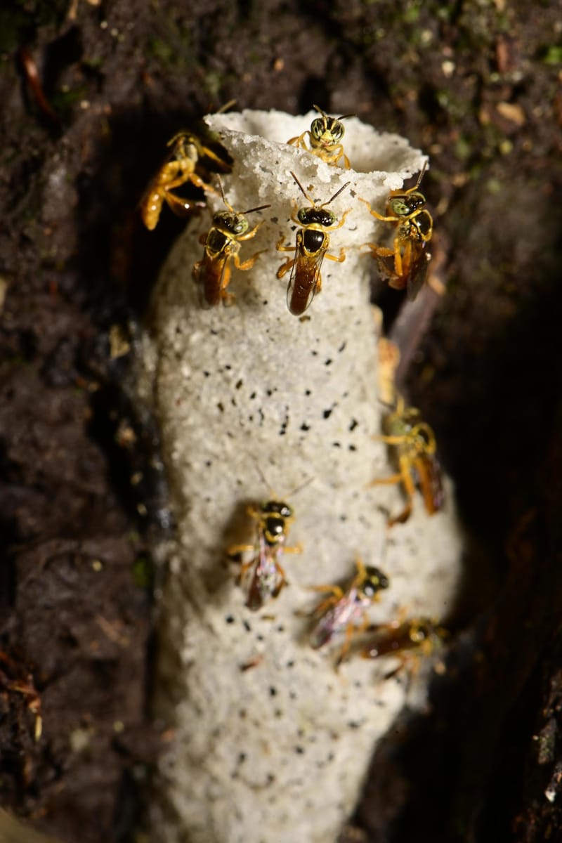 Entrada do ninho de Jataí (Tetragonisca angustula)