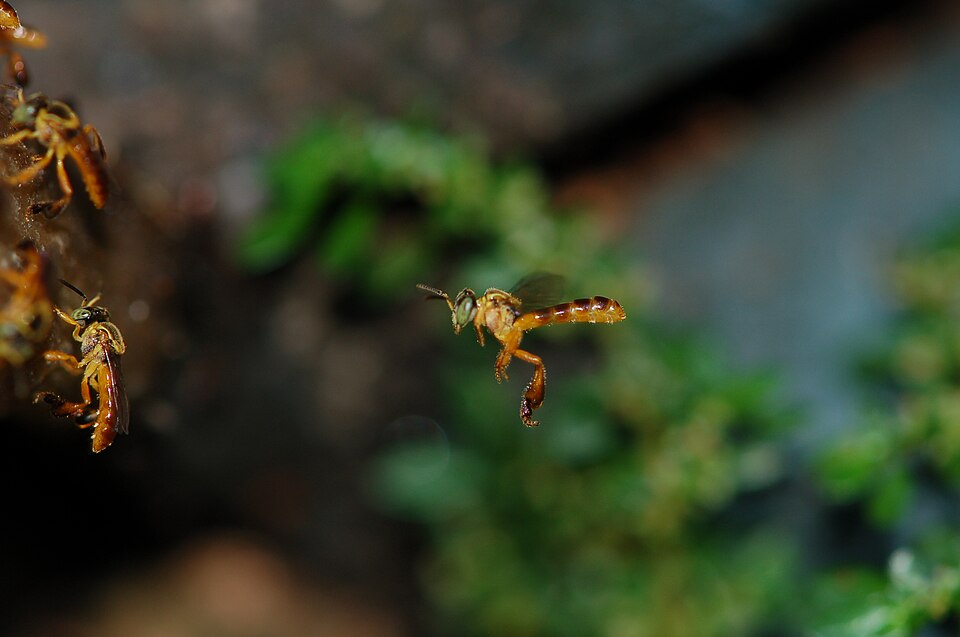 Jataí (Tetragonisca angustula)