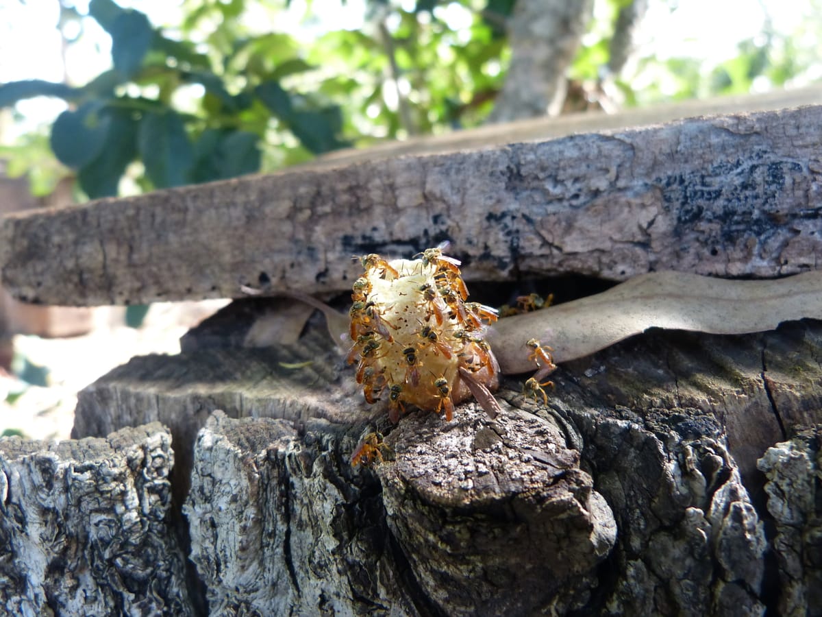 Entrada do ninho de Jataí-do-sul (Tetragonisca fiebrigi)