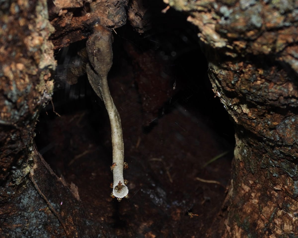 Entrada do ninho de Mariola-negra (Tetragonisca buchwaldi)
