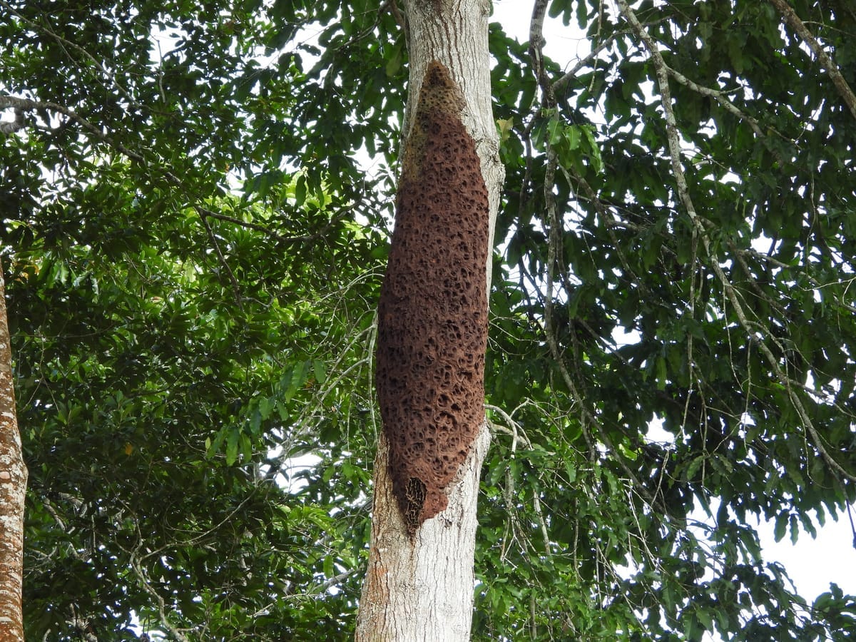 Entrada do ninho de Arapuá (Trigona spinipes)