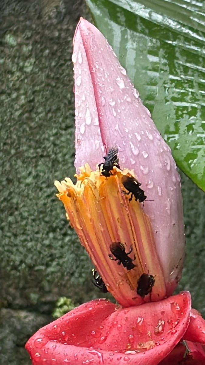 Trigona corvina (Trigona corvina)