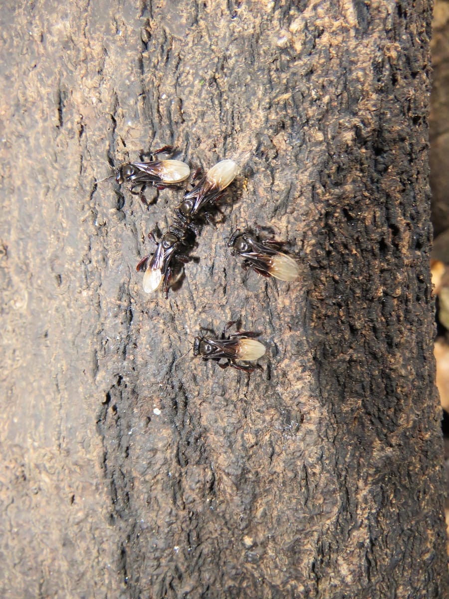 Trigona dimidiata (Trigona dimidiata)