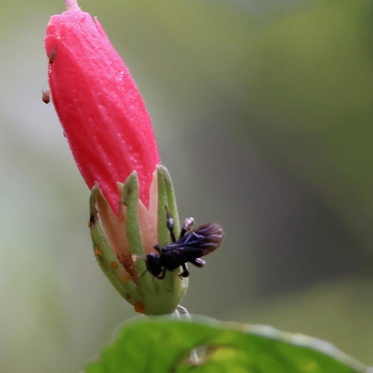 Trigona nigerrima (Trigona nigerrima)