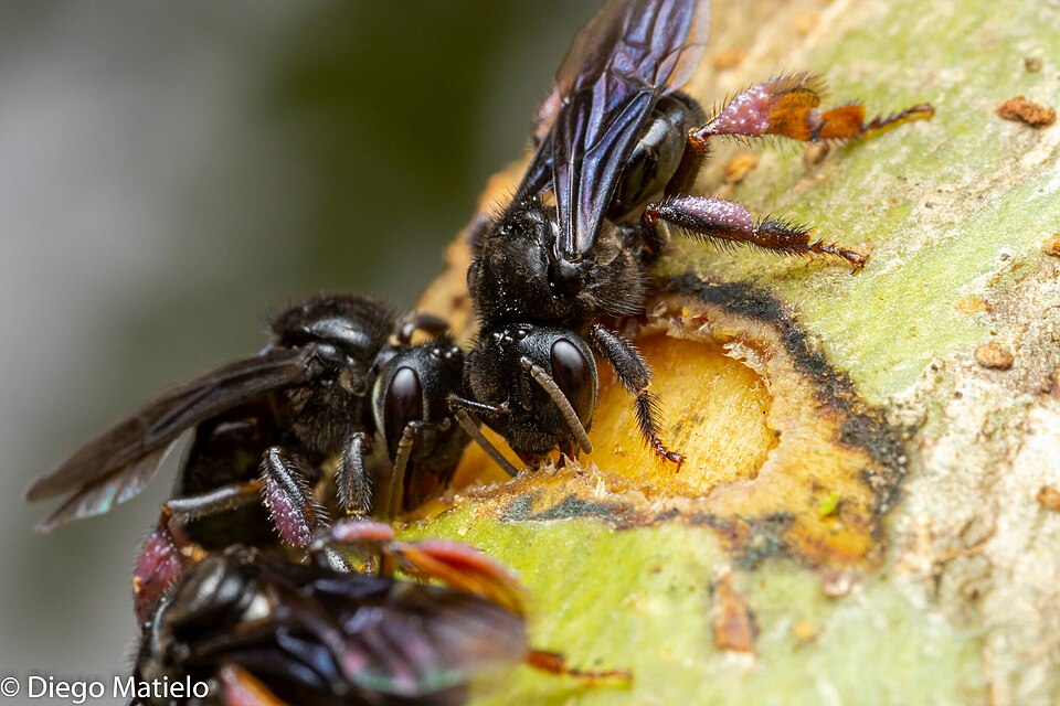 Arapuá-do-sul (Trigona spinipes)