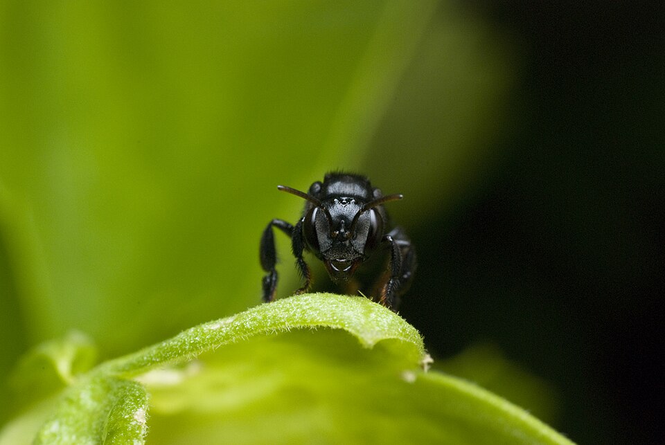 Arapuá (Trigona spinipes)