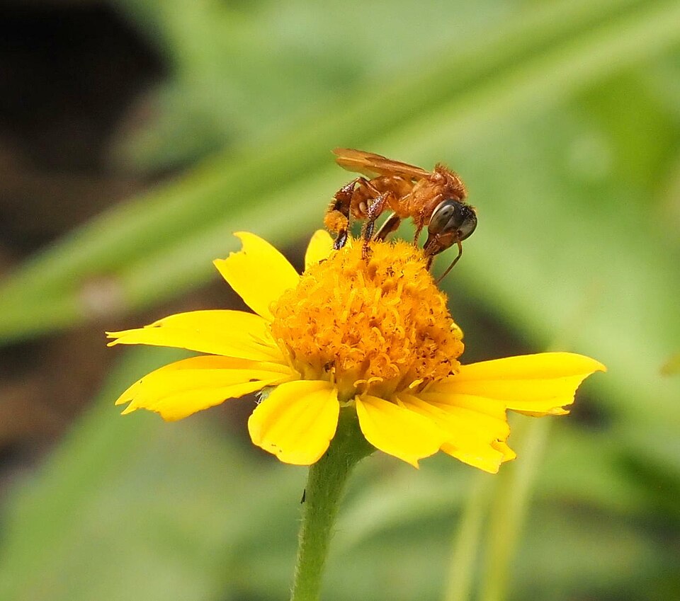 Abelha-de-pé-de-pau (Trigona williana)